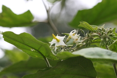 Solanum torvum